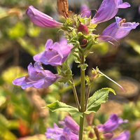Penstemon serrulatus